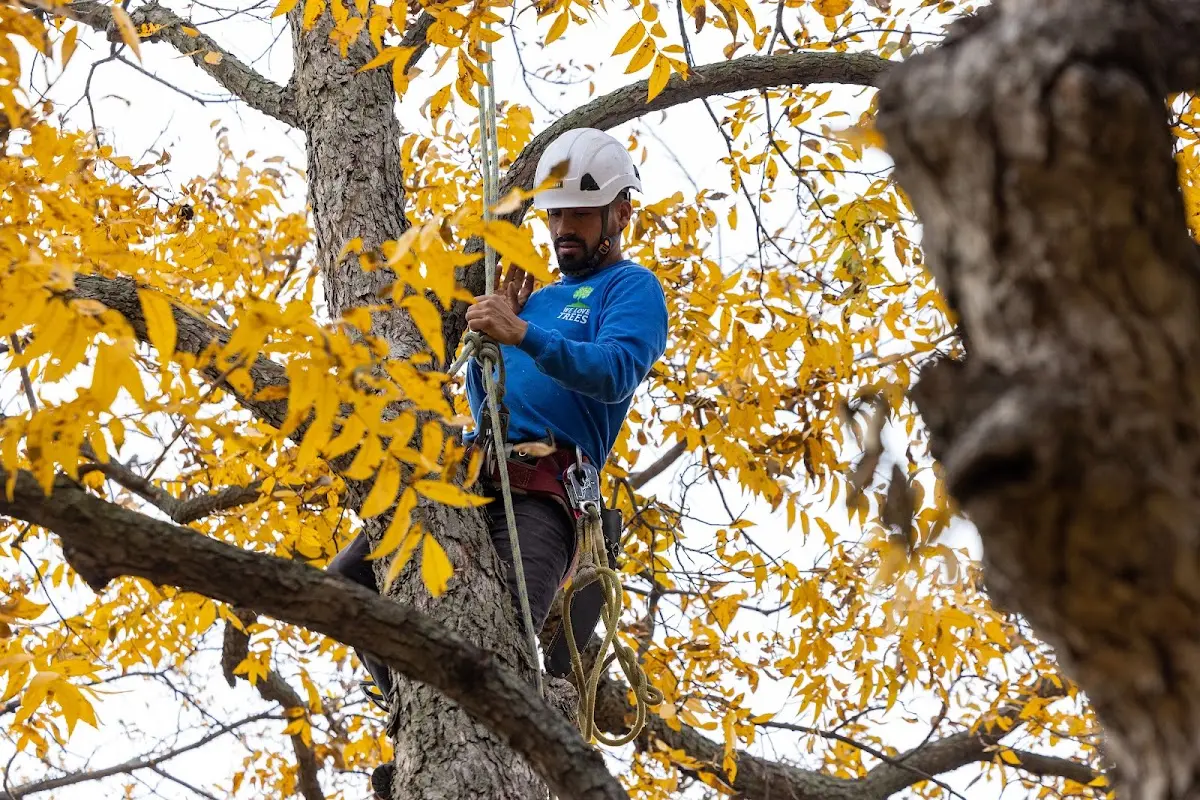 Skilled Tree Pruning crew working in Fanshawe
